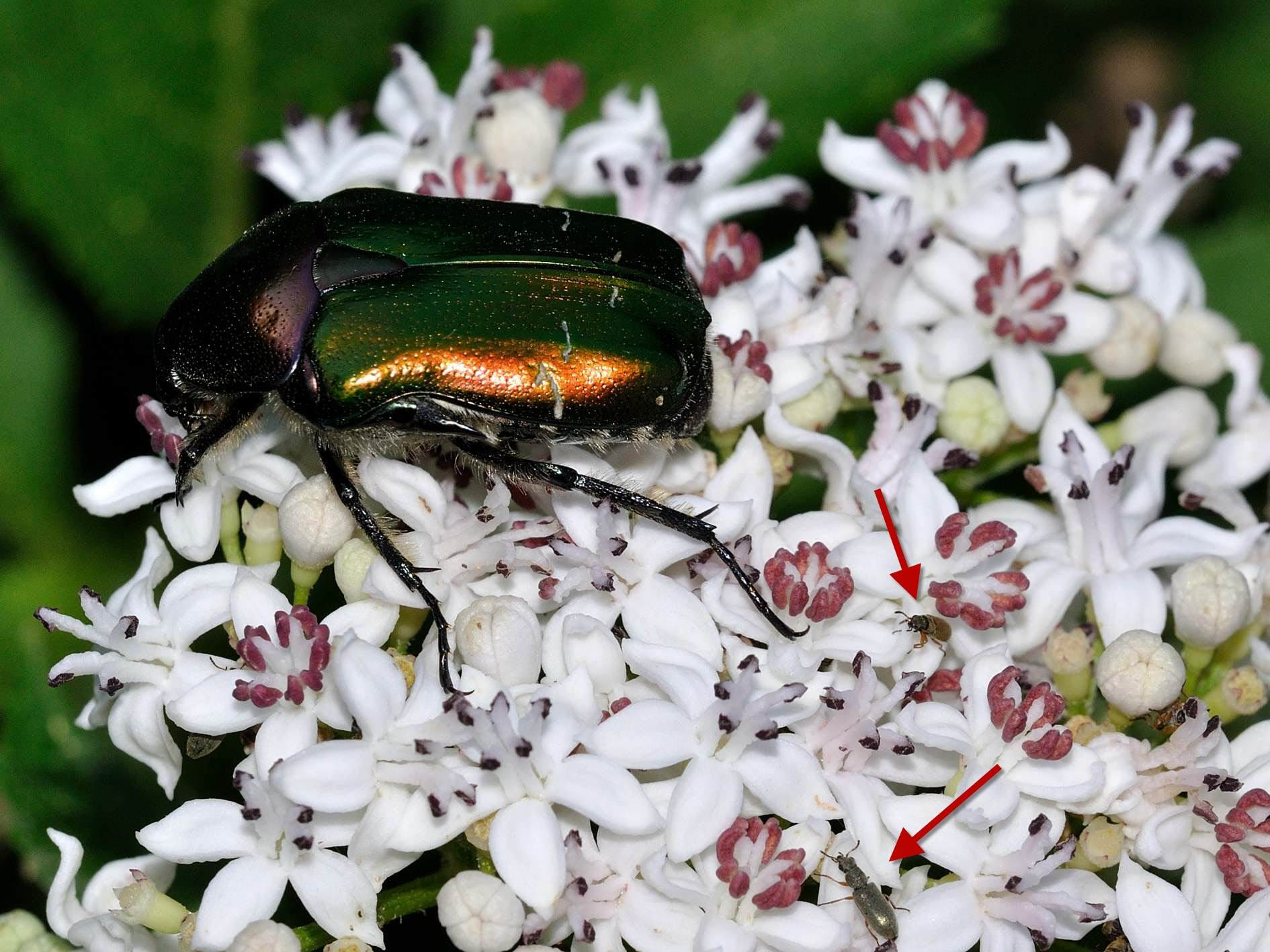 Cetonia aurata e company